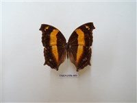 藏品(黃帶隱蛺蝶)的圖片